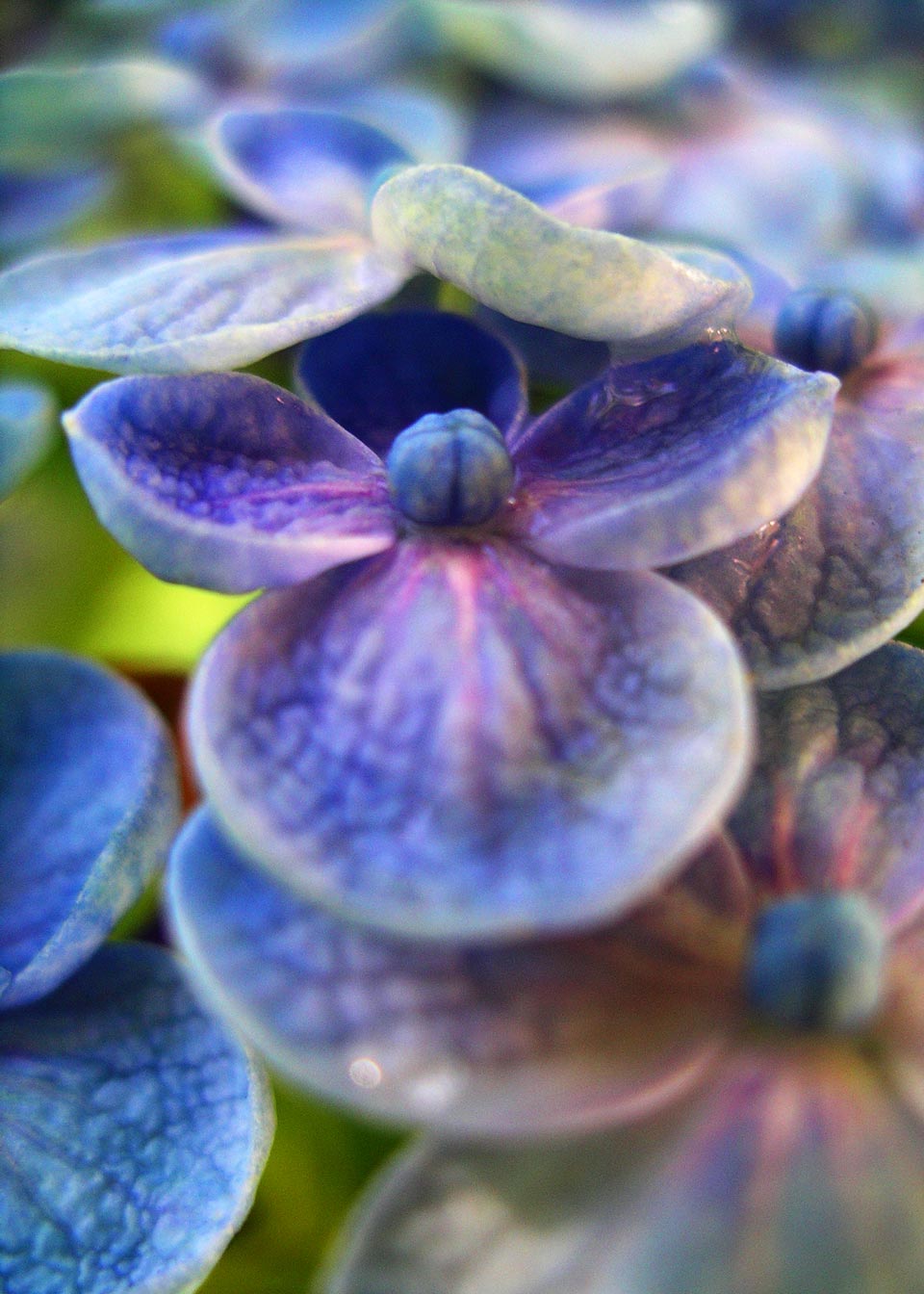 Hydragena petals