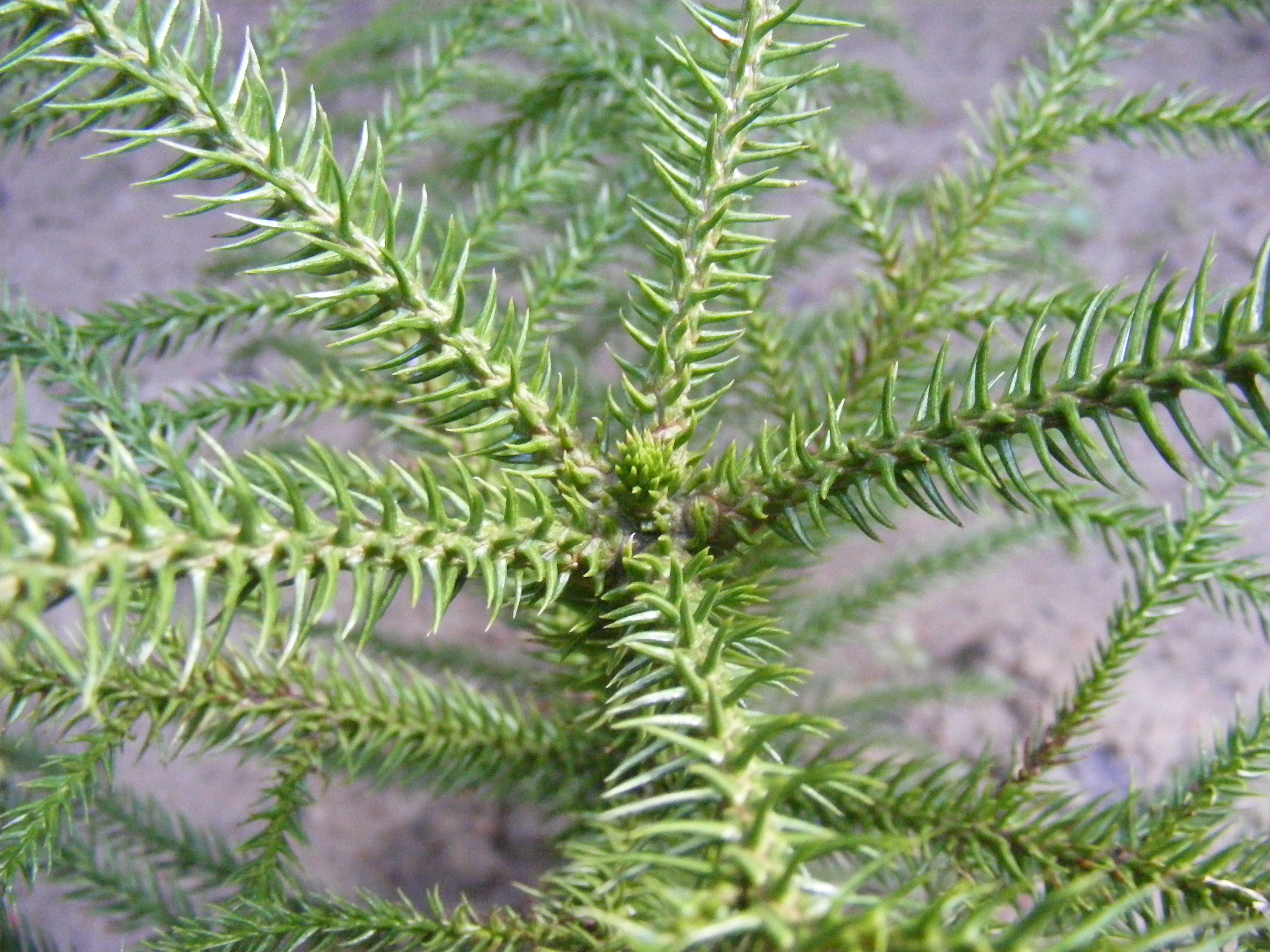 Araucaria (Arokarya, Salon Çamı)