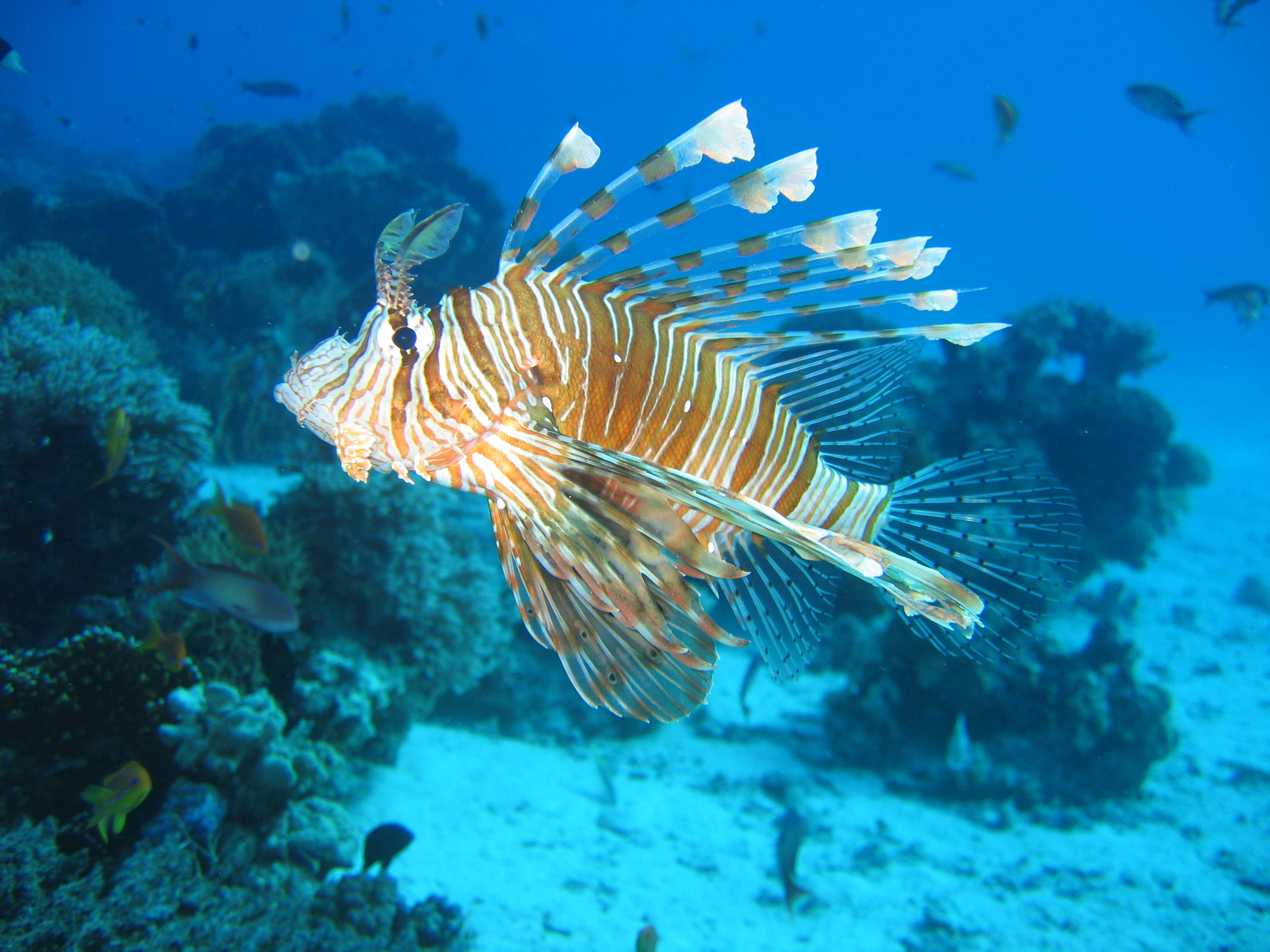 Photos Of Lionfish