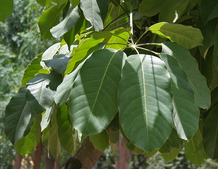 date tree leaves. Date/