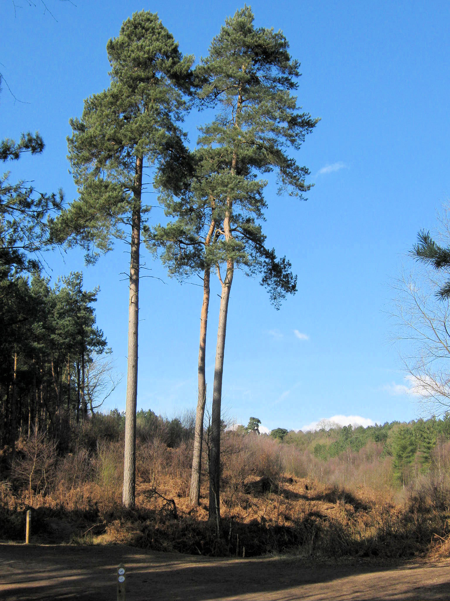 A_trio_of_Scots_Pine_-_geograph.org.uk_-_1750728.jpg