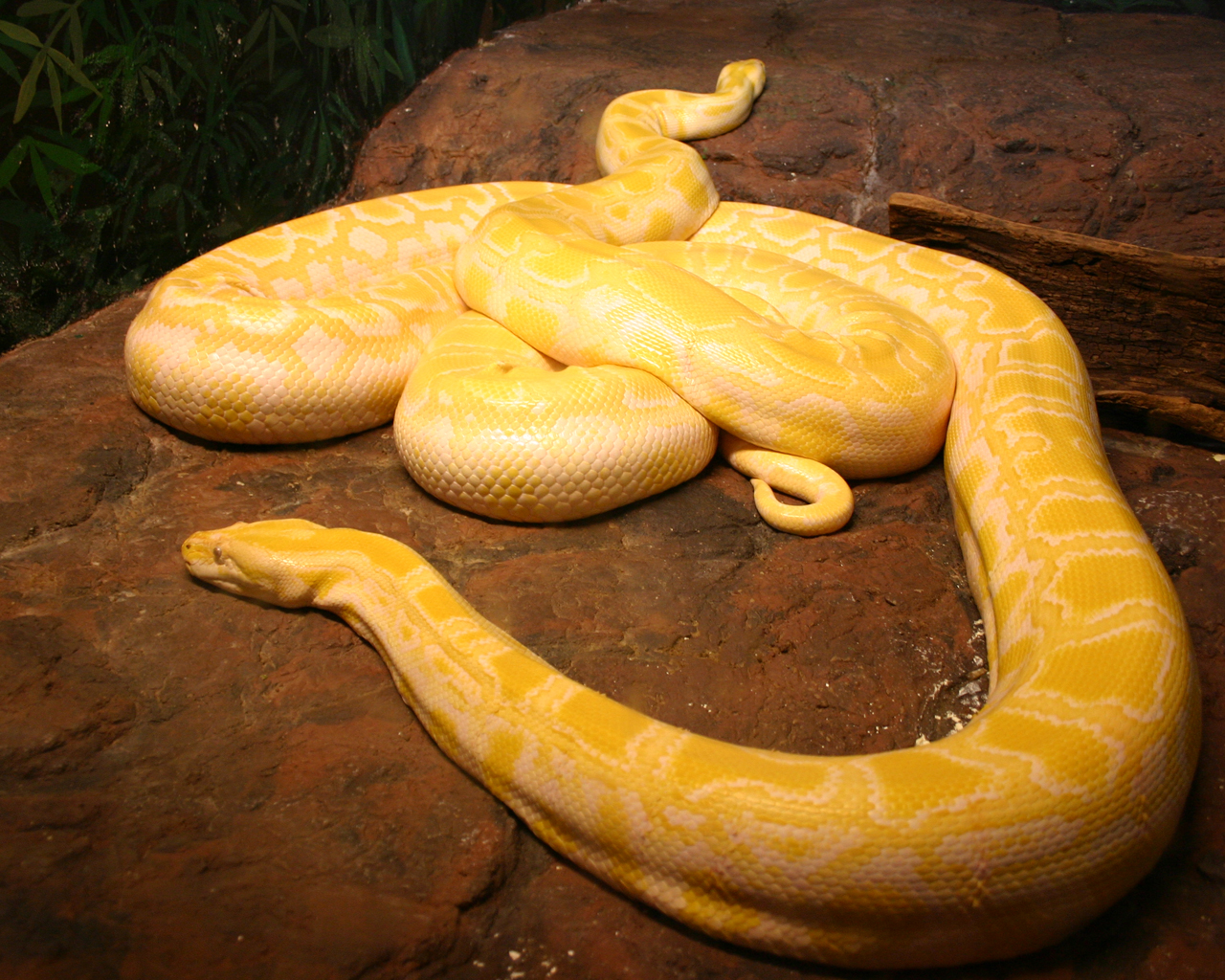 Pythons Pictures