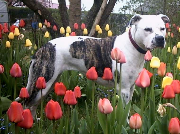 http://upload.wikimedia.org/wikipedia/commons/3/31/American_Staffordshire_Terrier.jpg