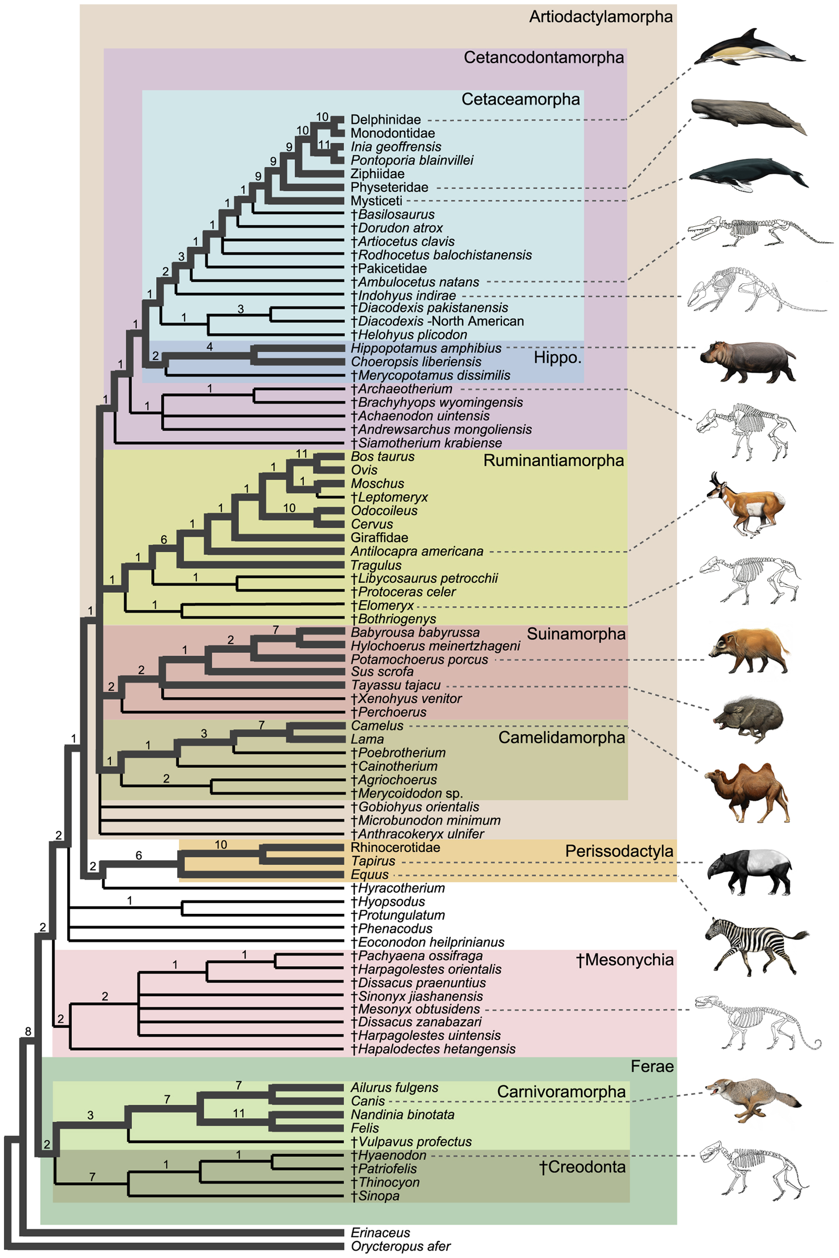 Artiodactylamorpha.jpg