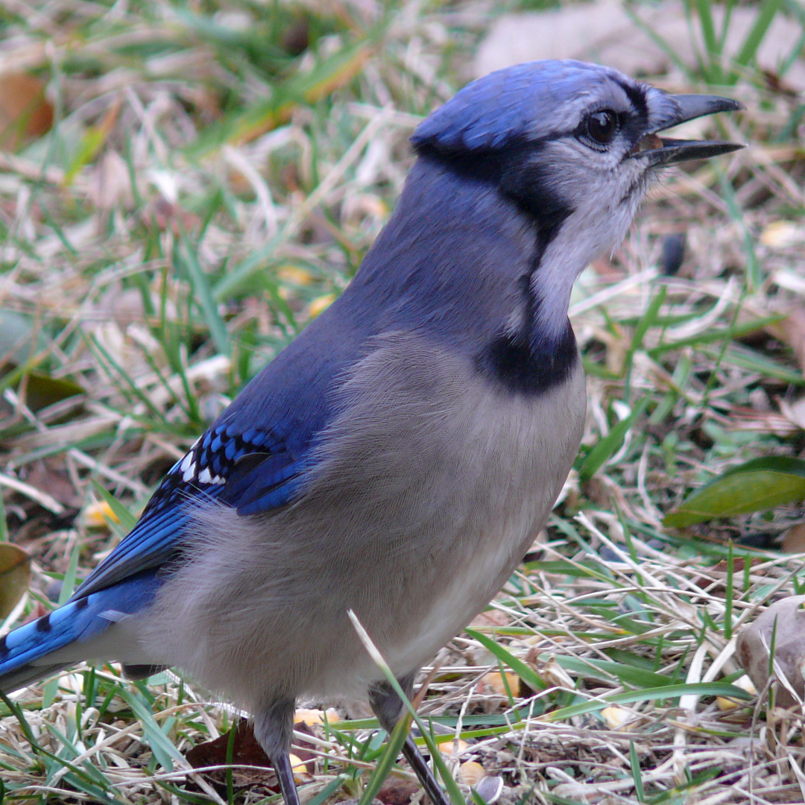 File:Blue Jay-27527-2.jpg