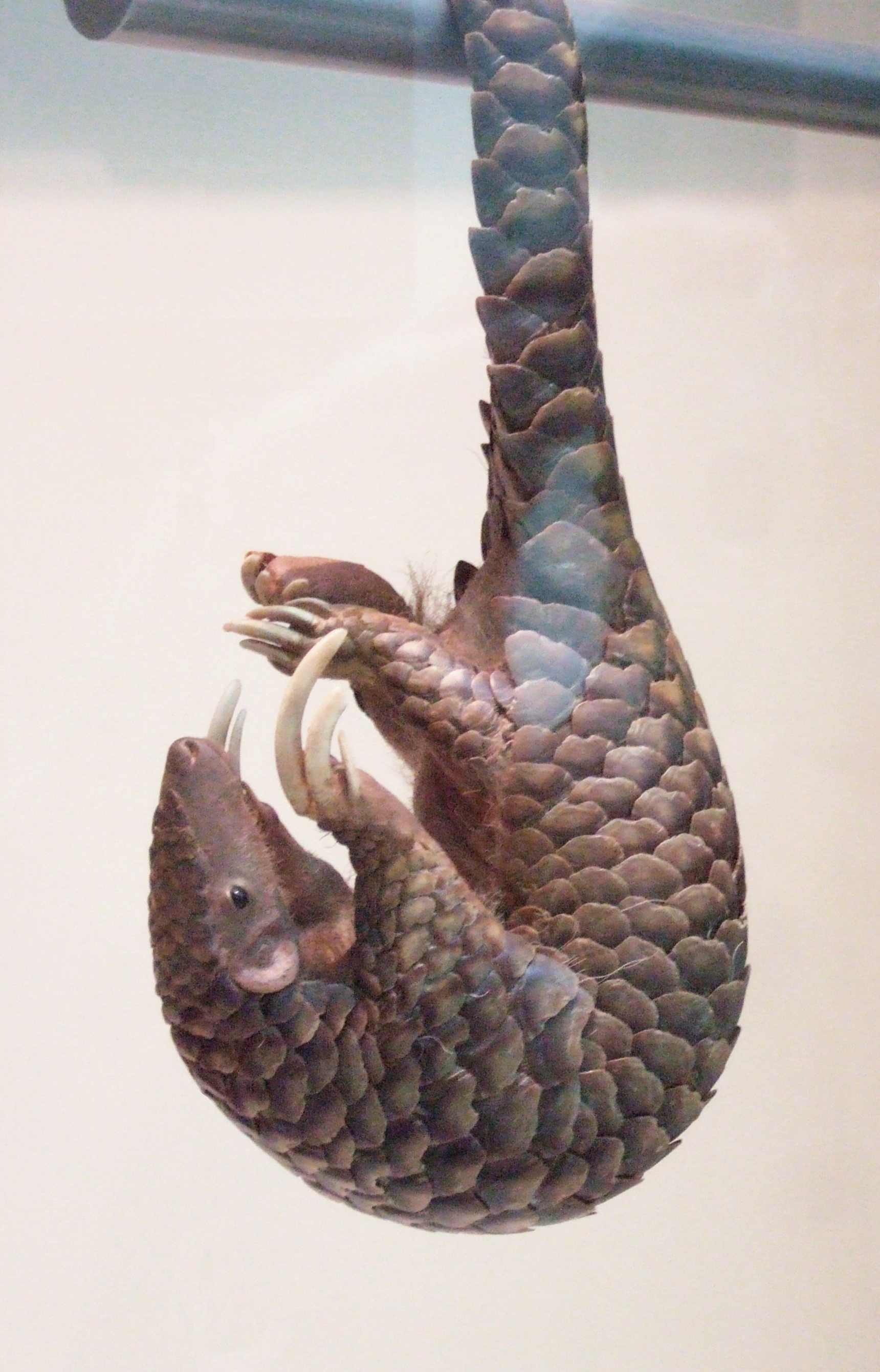 Pet Pangolins: Are They Better Off?