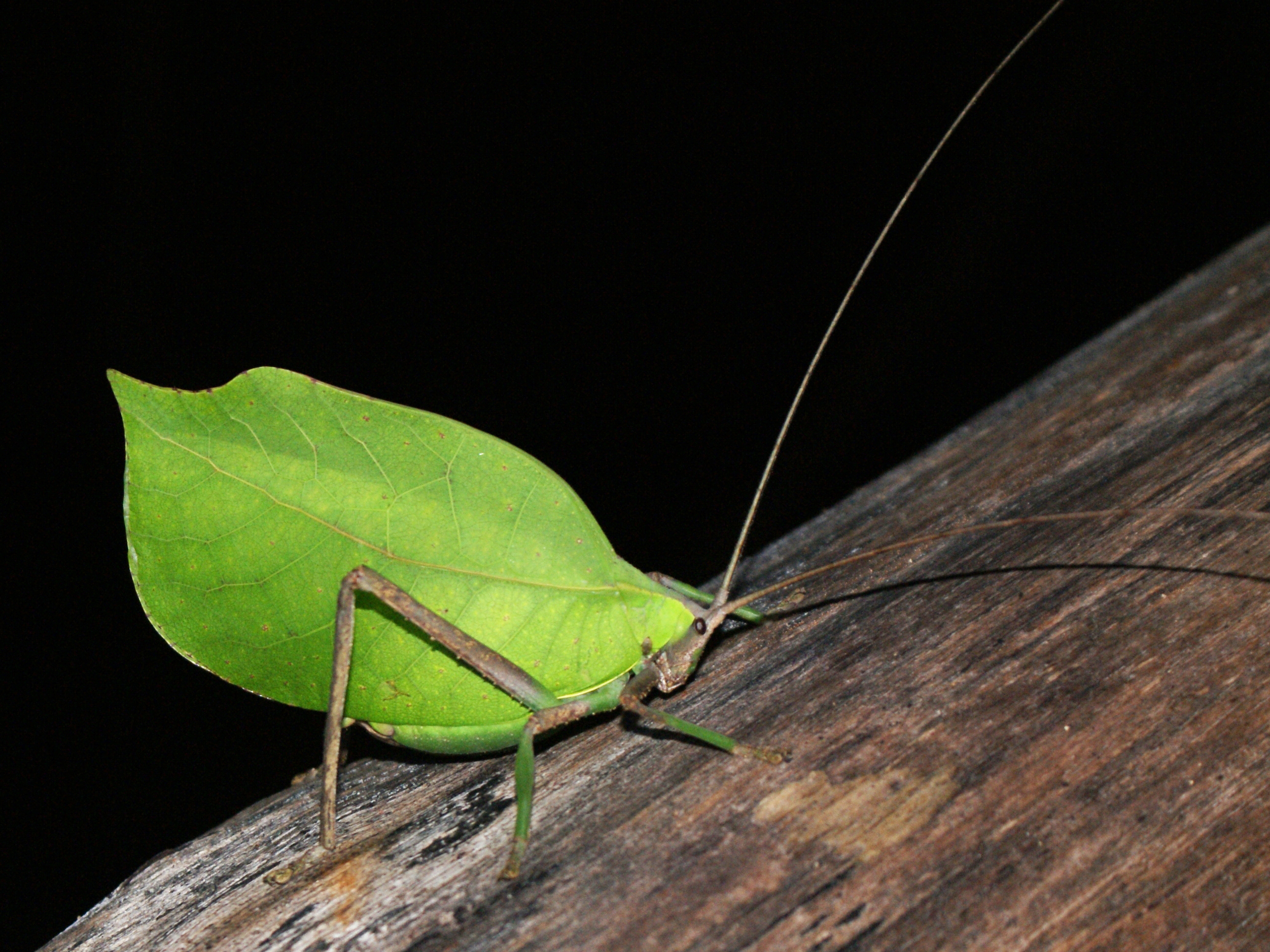 File:Peruvian Leaf Katydid.jpg