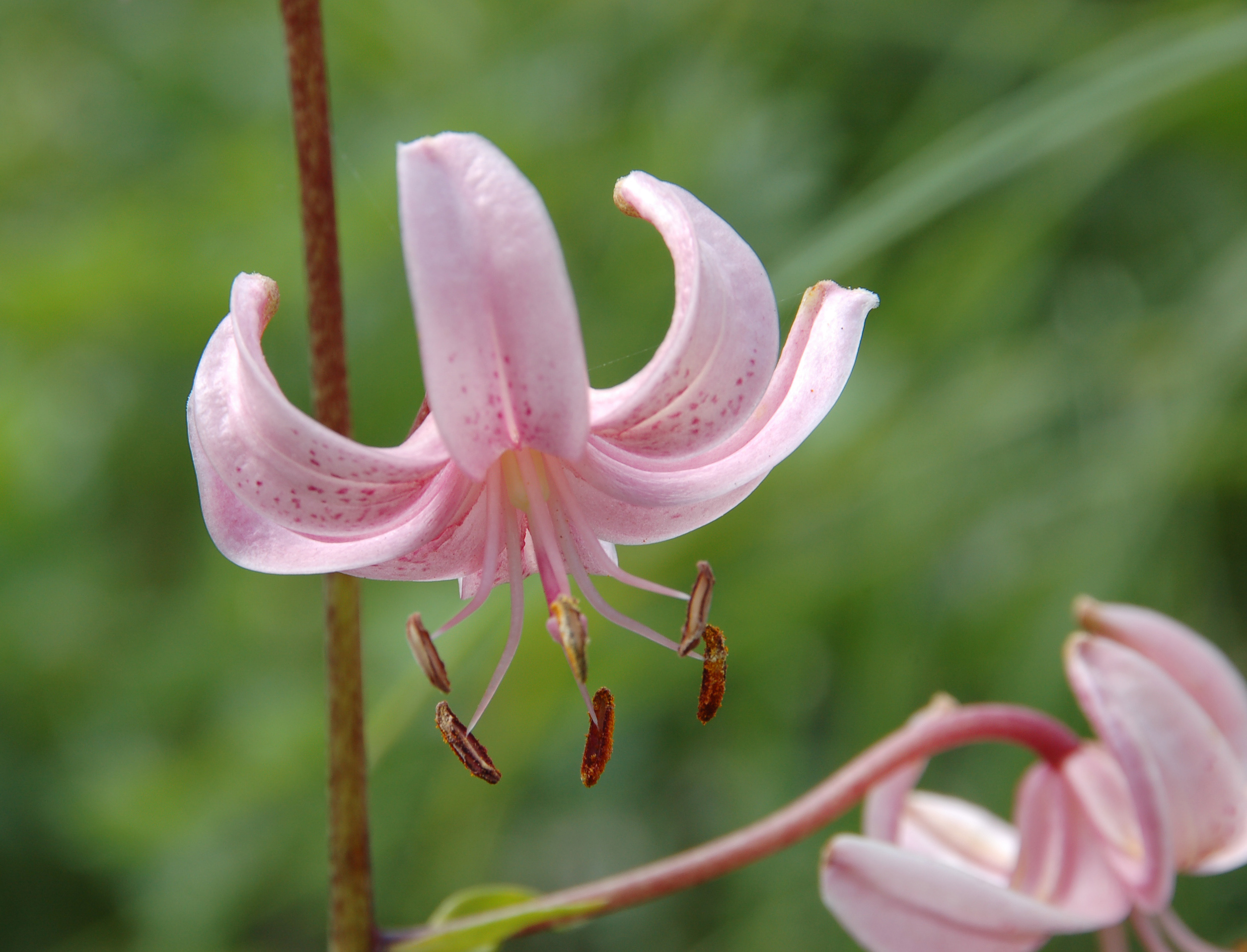 A Pink Lily