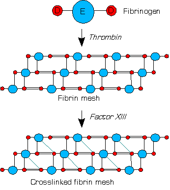 第XIIIa因子はフィブリンを架橋する（簡略図）。