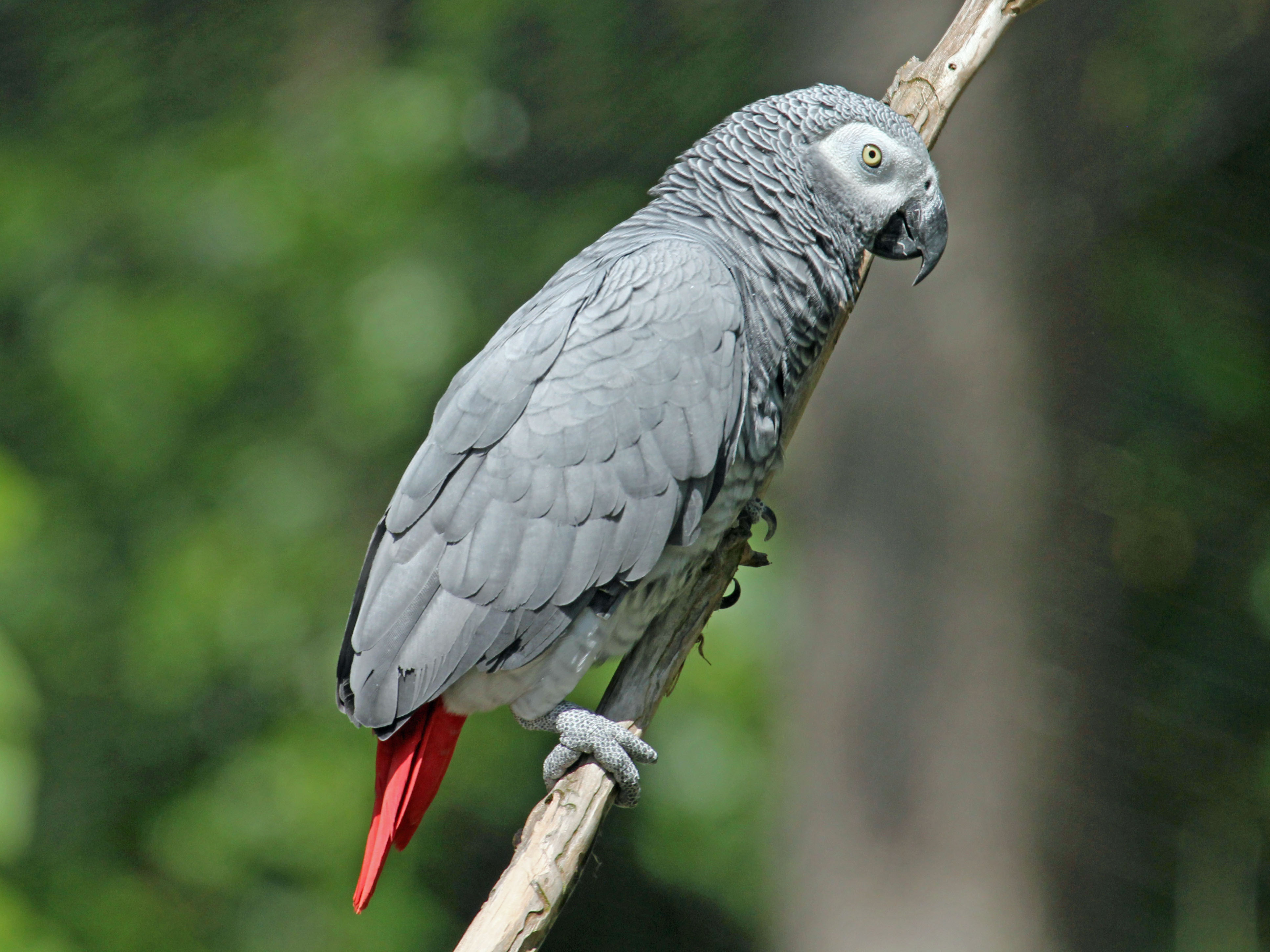 1. African Grey Parrot String Art Pattern - wide 3