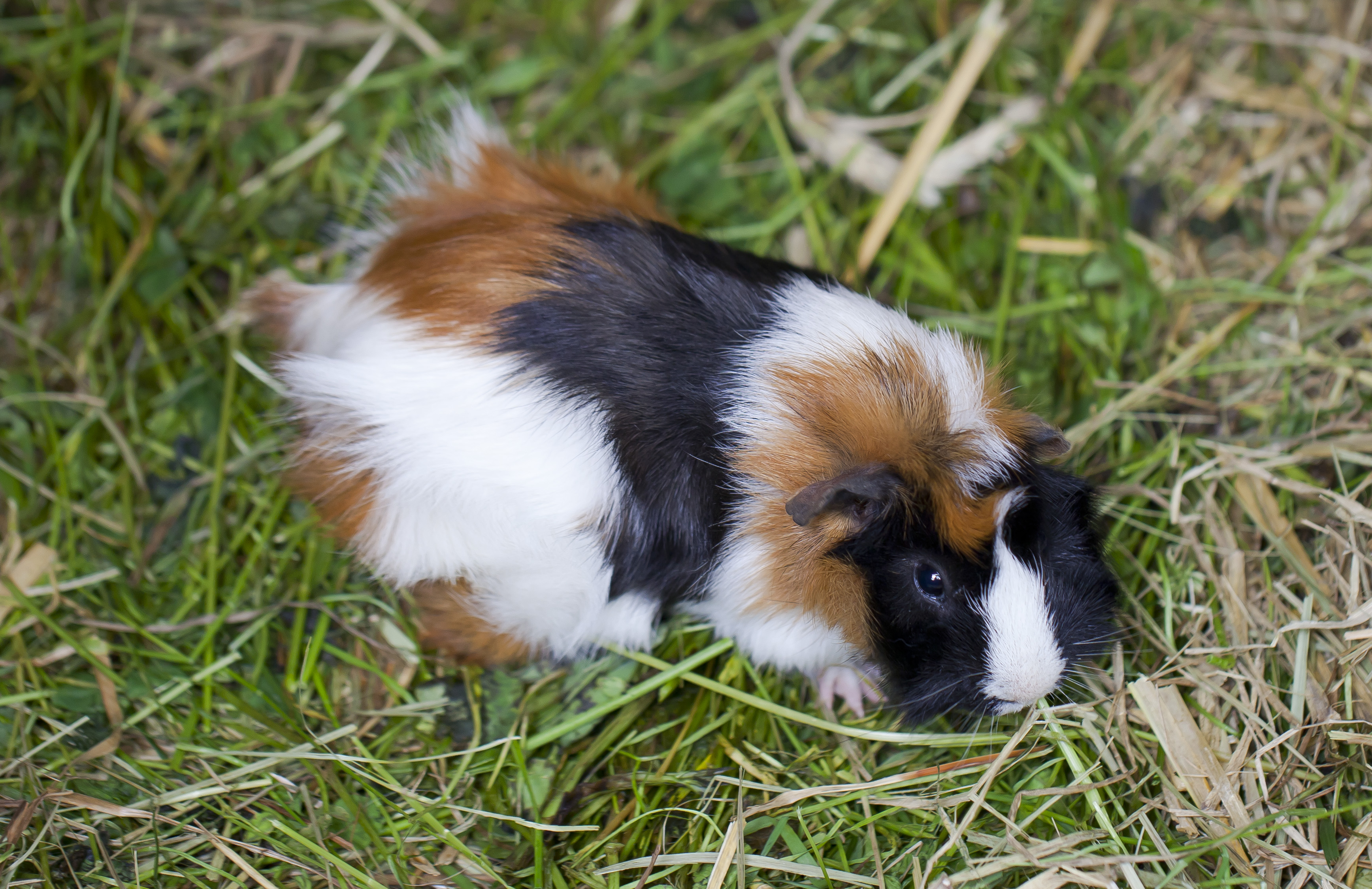 Cavia is classified in order Rodentia, although there was a minority 