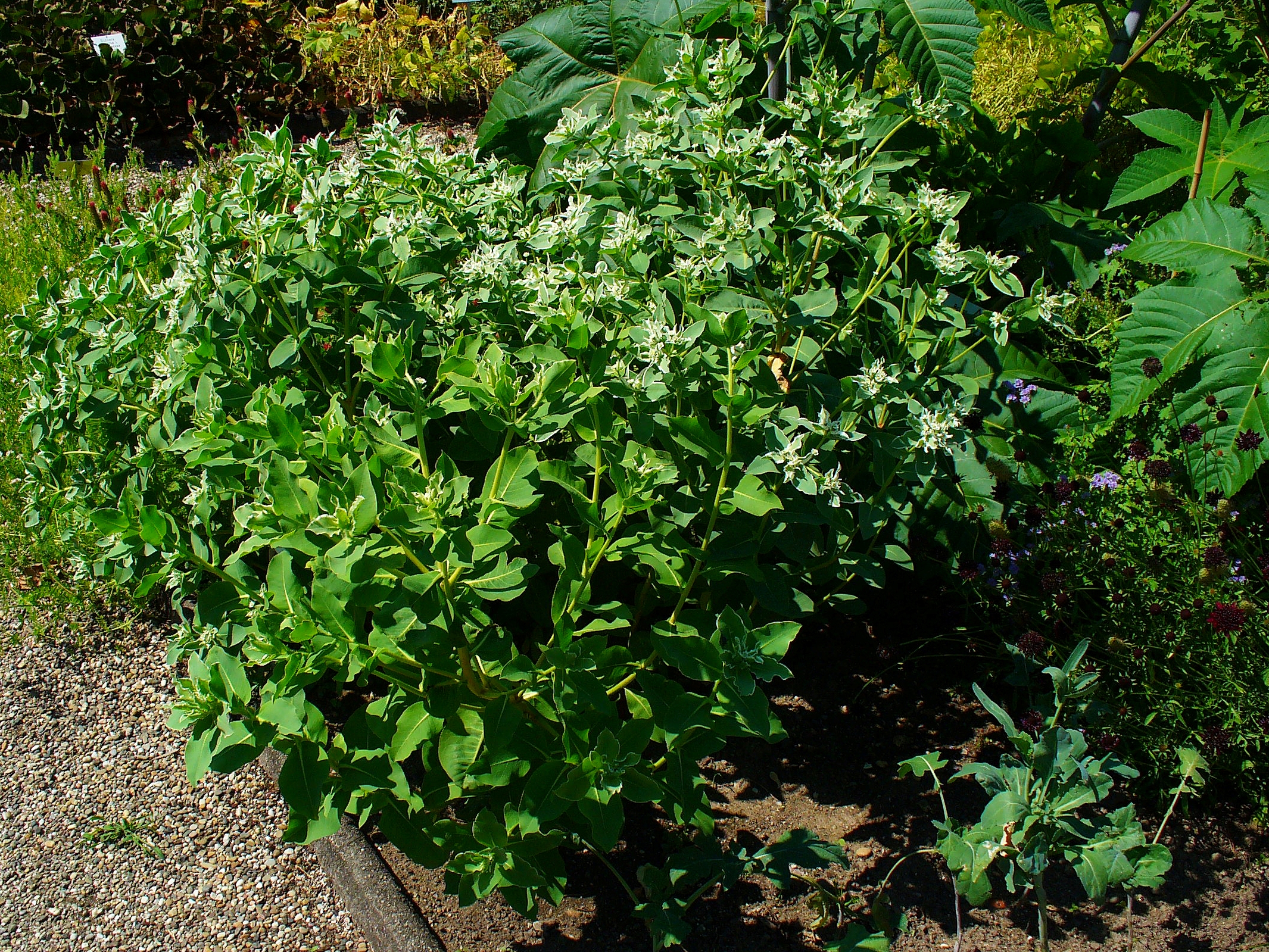 Euphorbia Marginata