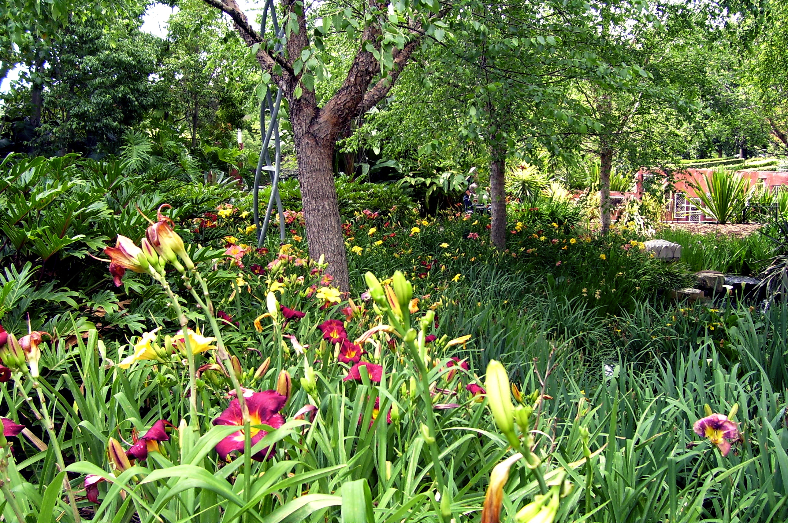 hemerocallis daylily