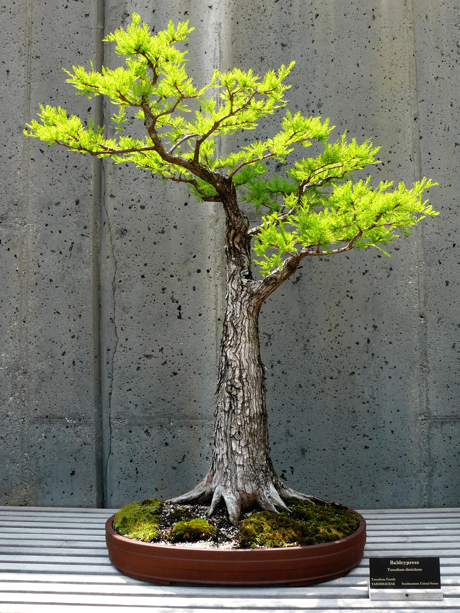 [تصویر: NCArboretum_Bonsai-27527-4.jpg]