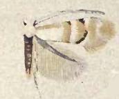 Phyllonorycter lucetiella