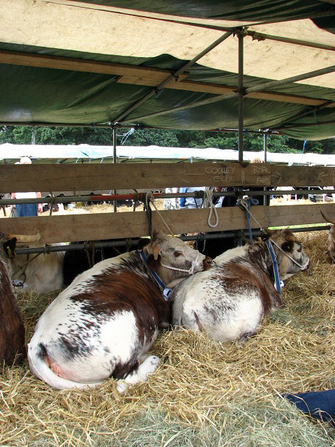 british longhorn cattle