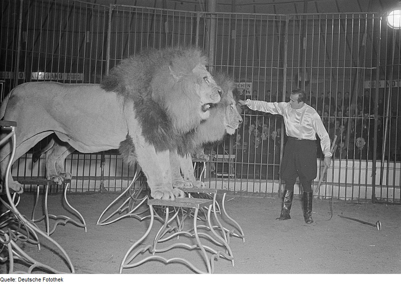Fotothek df roe-neg 0006211 007 Zirkusdarbietung mit Löwen