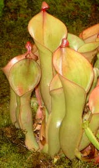 Didžioji heliamfora (Heliamphora nutans)