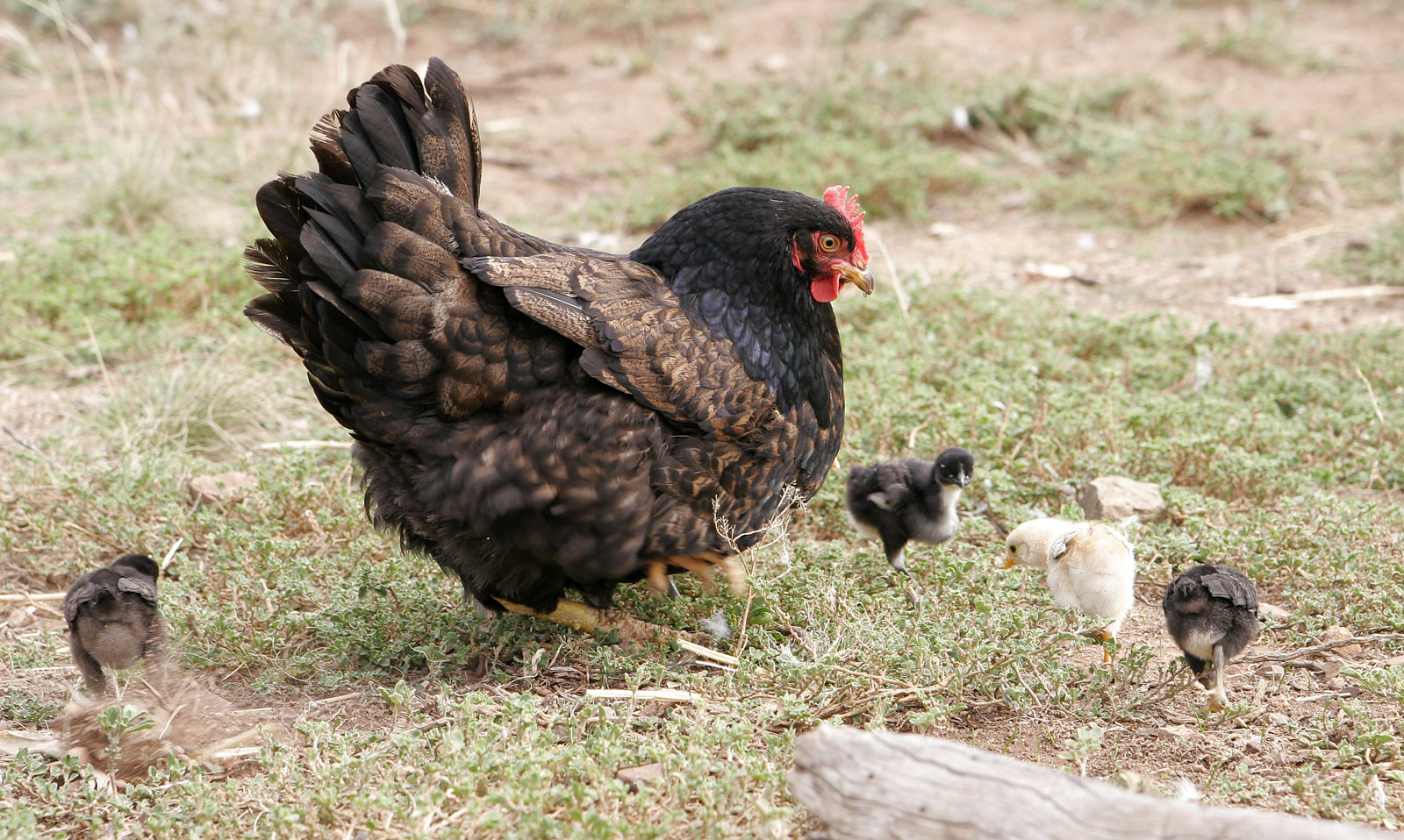 File:Mother hen with chicks02.jpg - Wikimedia Commons