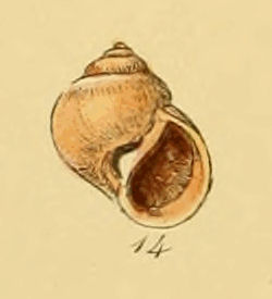 Lunatia montagui