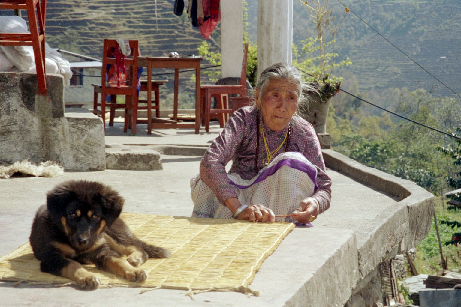 nepal dog