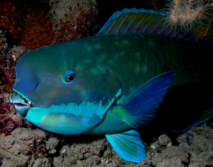 English: Parrotfish (Chlorurus microrhinos) fr...