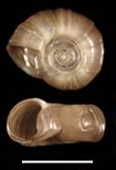 Planorbella duryi shell.png