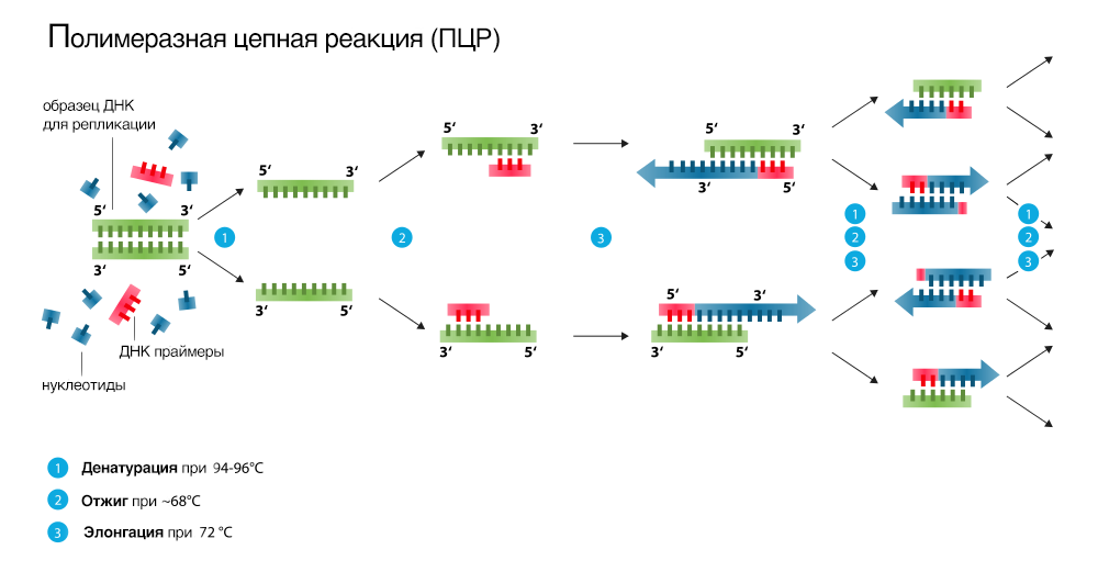 R Iii Pc R Iii Pcos