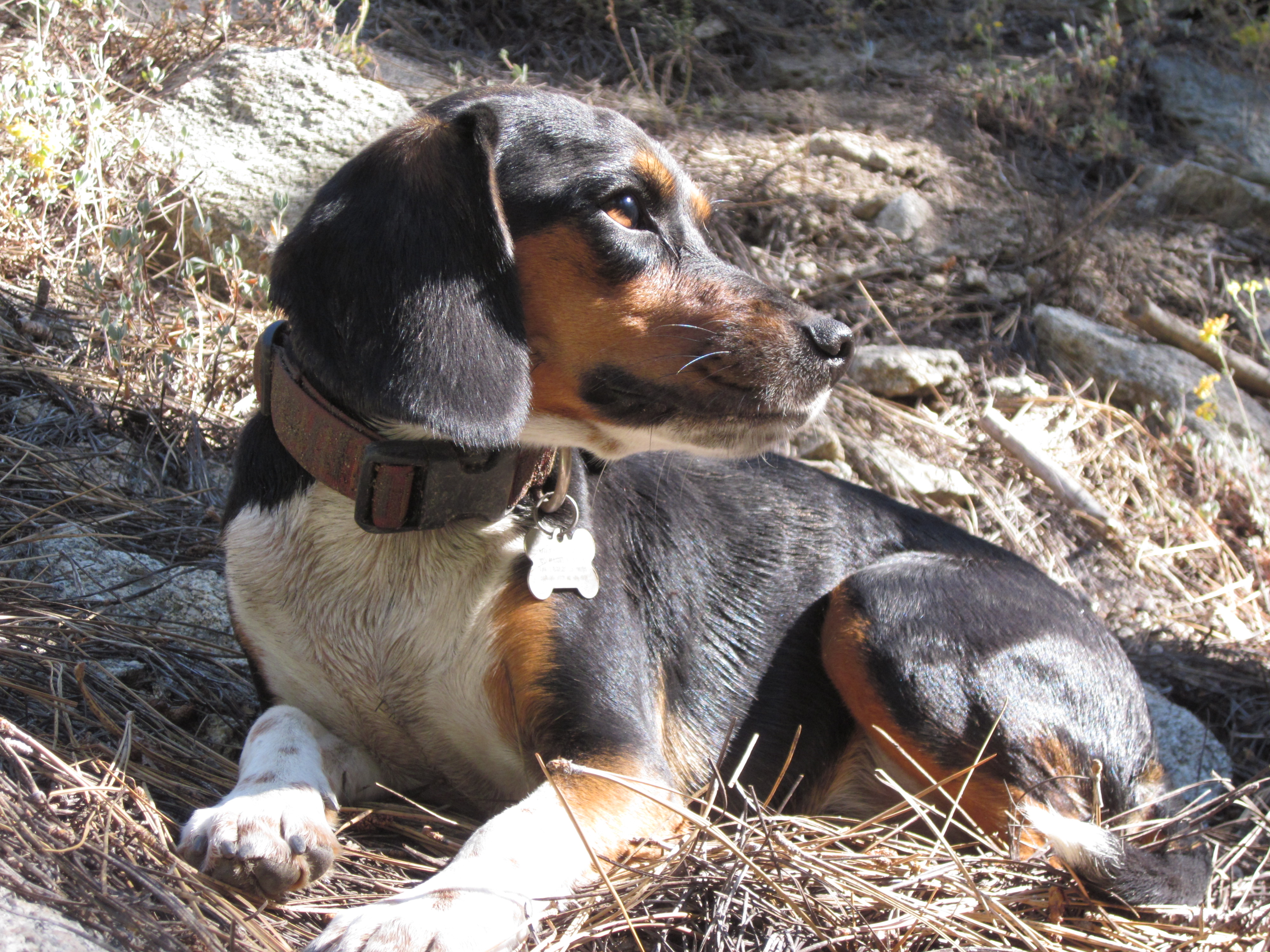 tri colored beagle