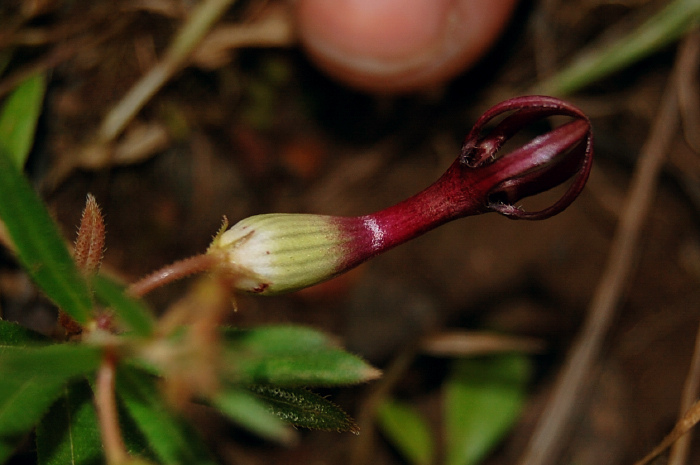 Ceropegia jainii image