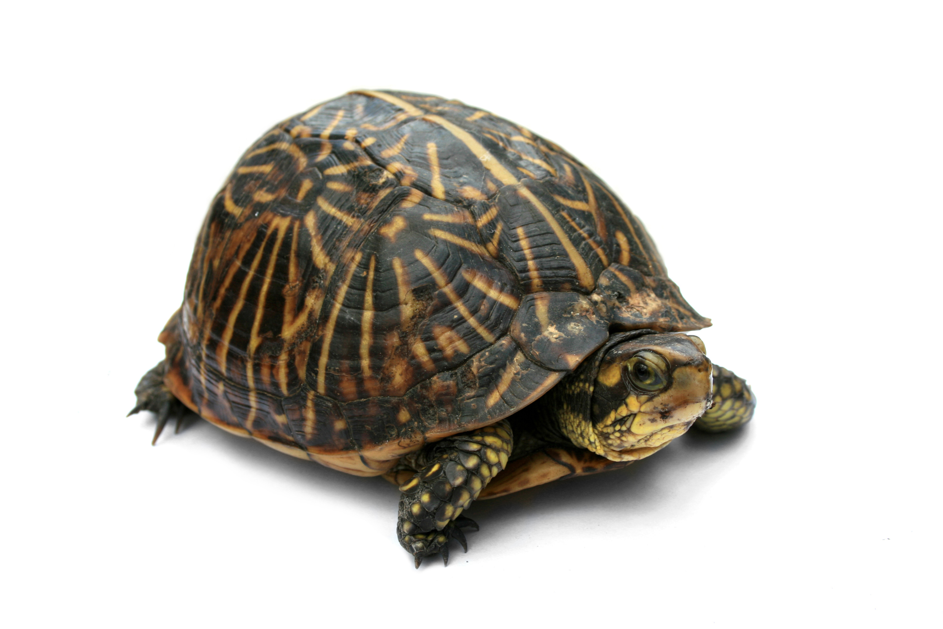 FileFlorida Box Turtle Digon3.jpg Wikimedia Commons
