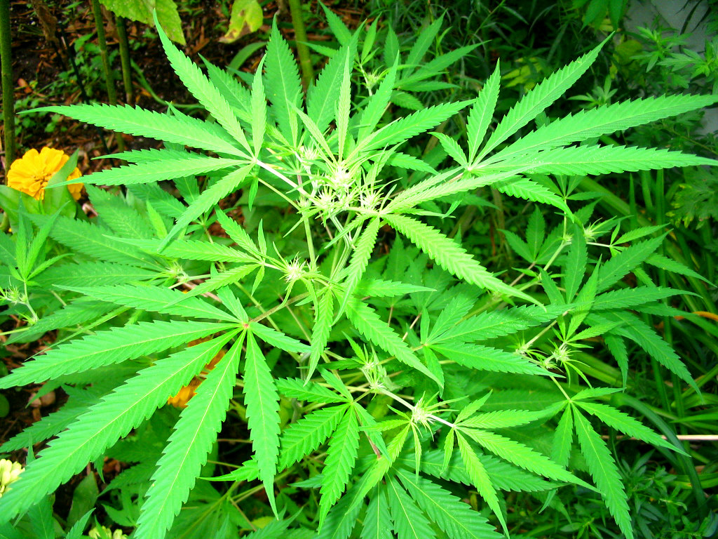 Highway Patrol Seizes Over 7,000 Marijuana Plants In Outstate Missouri