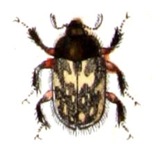 Heterocerus fenestratus