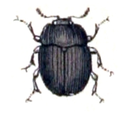 Phalacrus corruscus