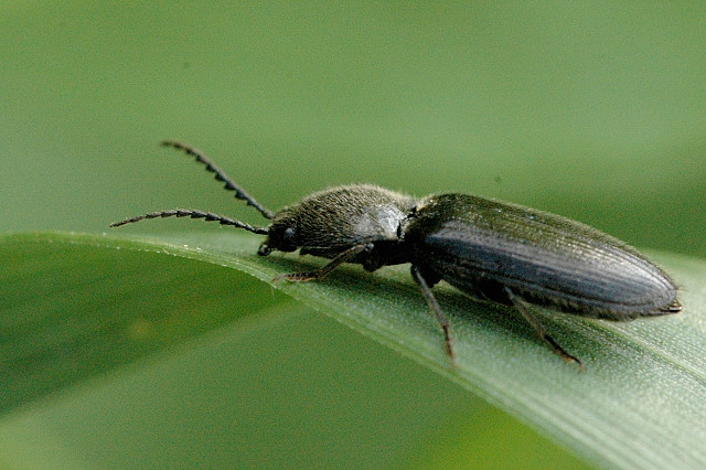 Agriotes.gallicus