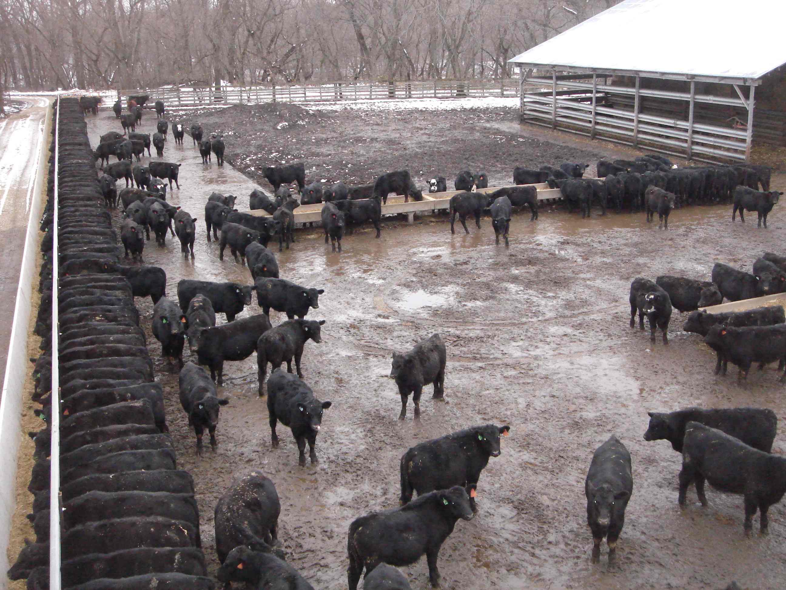 Description Cattle Lot.jpg