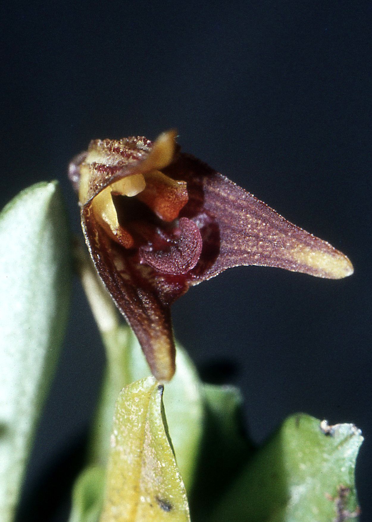 Masdevallia aphanes image