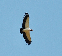 Archivo:Sarcoramphus papa in flight1.jpg