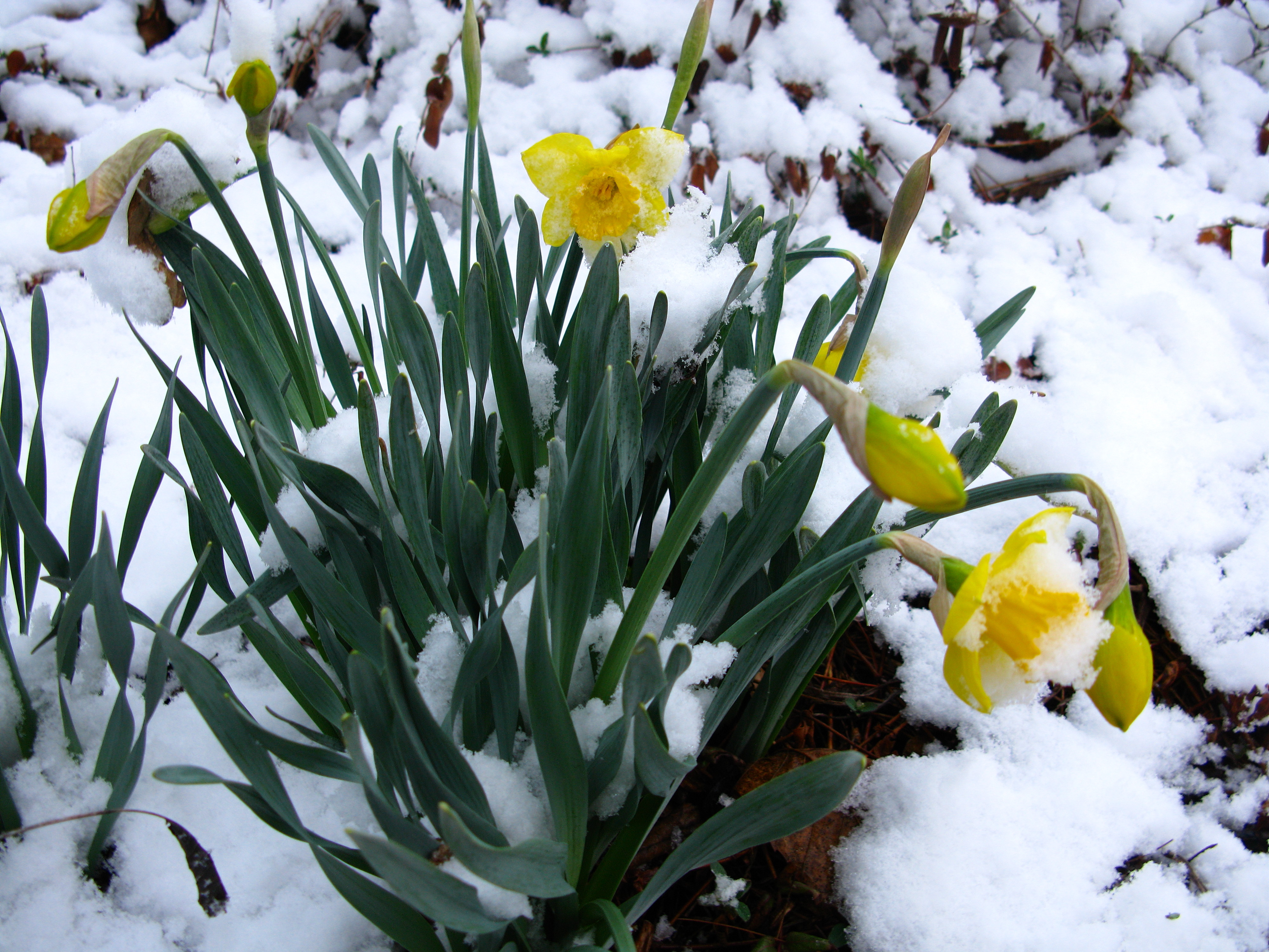 snow spring flowers