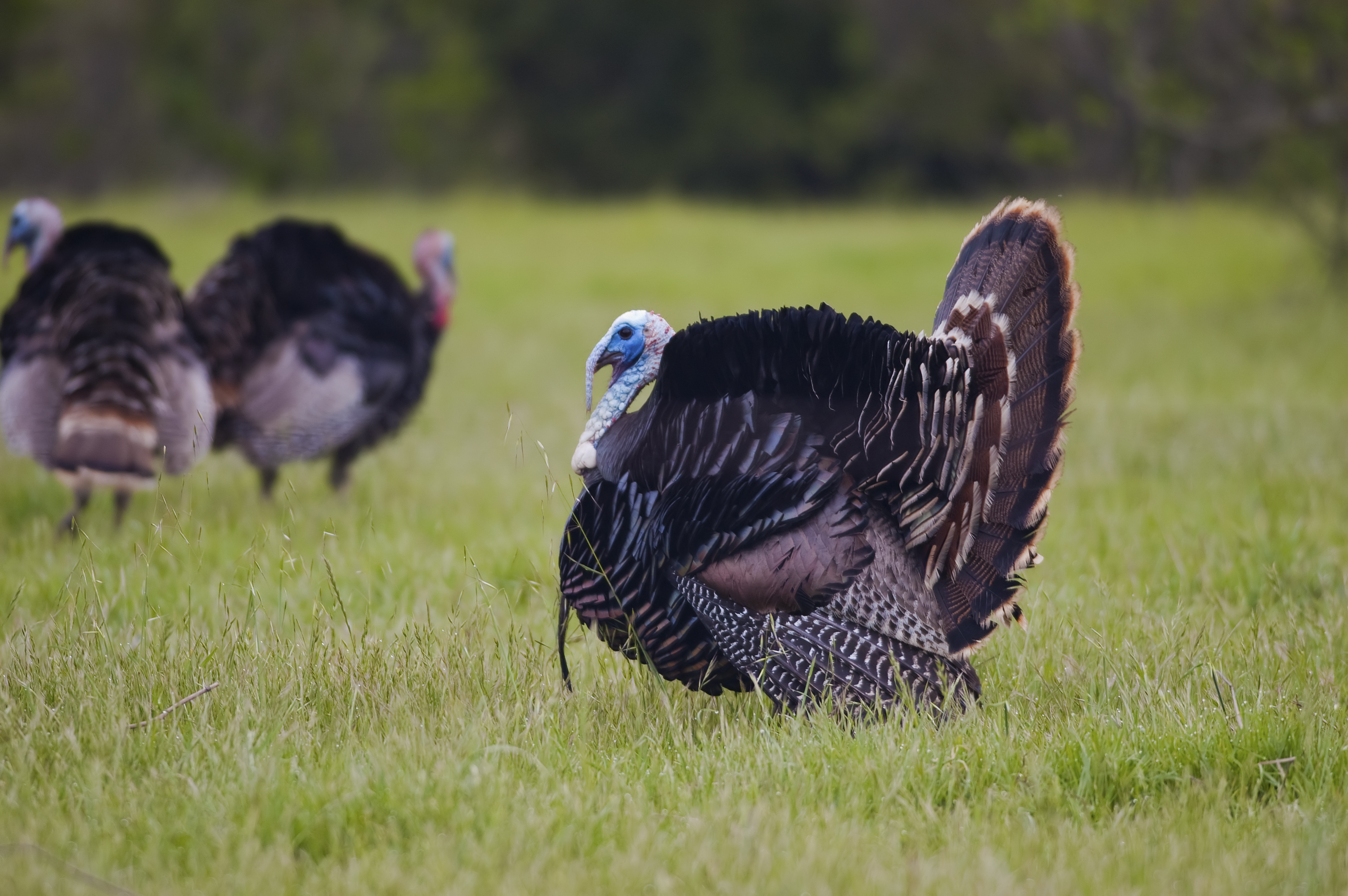 11 Fun Facts About Turkeys! - One Green PlanetOne Green Planet