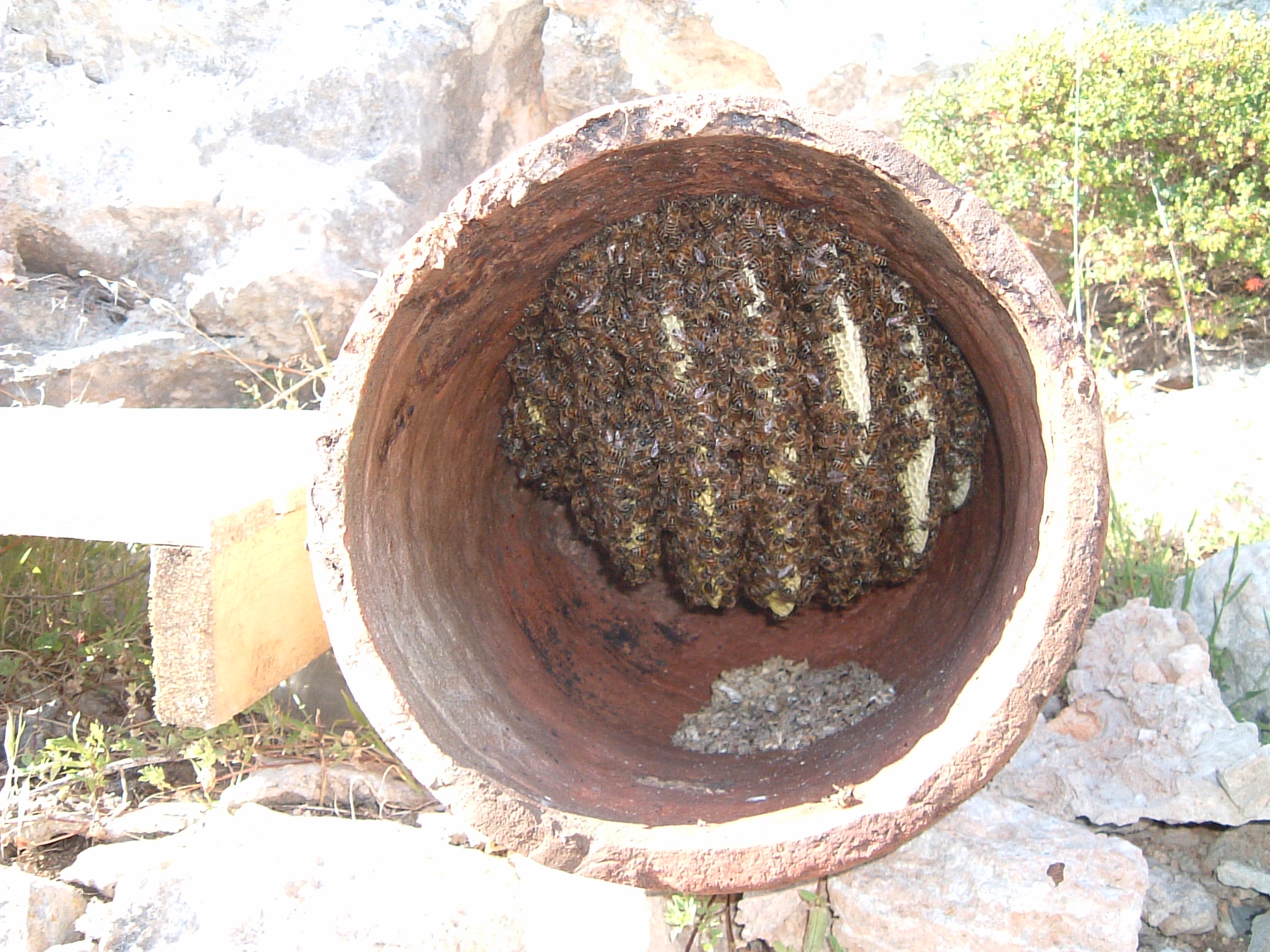 Natural Honey Bee Hives