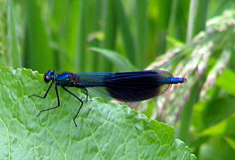 Стрекоза-хвостовка европейская (Calopteryx splendens)