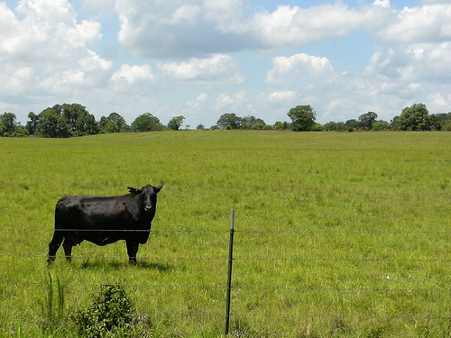 Farm And Cow