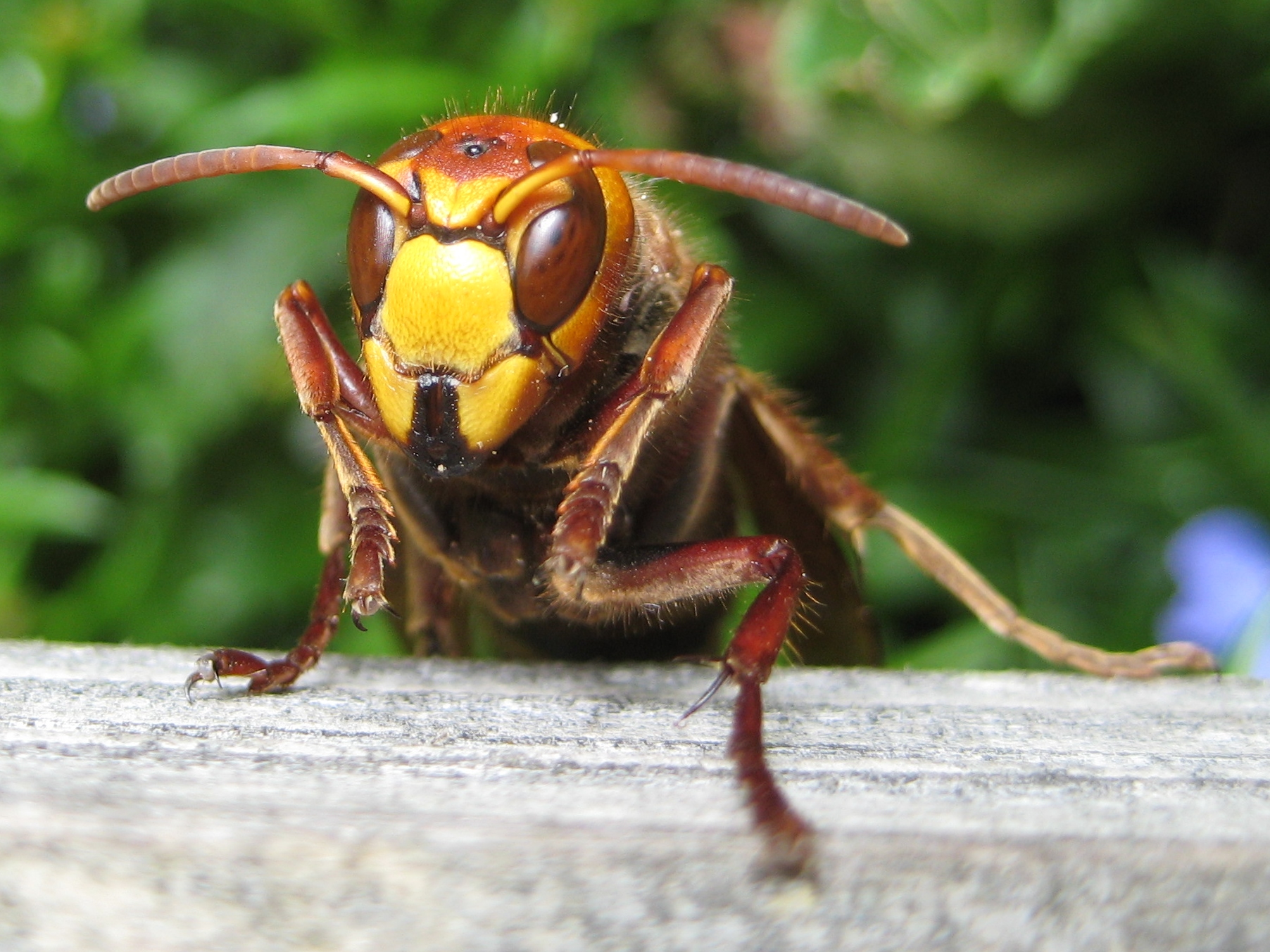 File:European hornet 090621.jpg - Wikimedia Commons