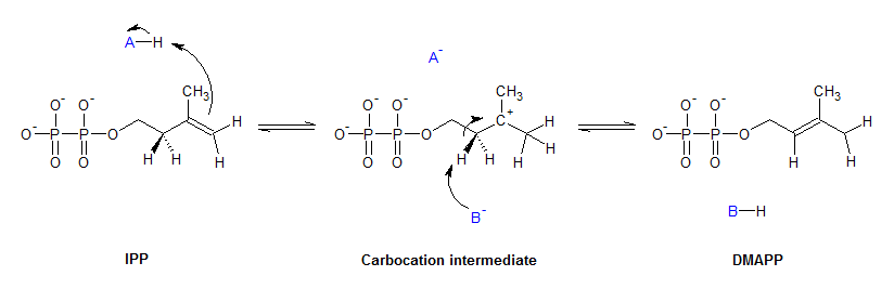 IPP isomerase mechanism