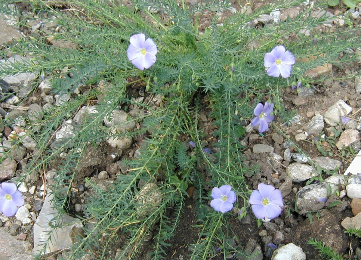 Linum perenne