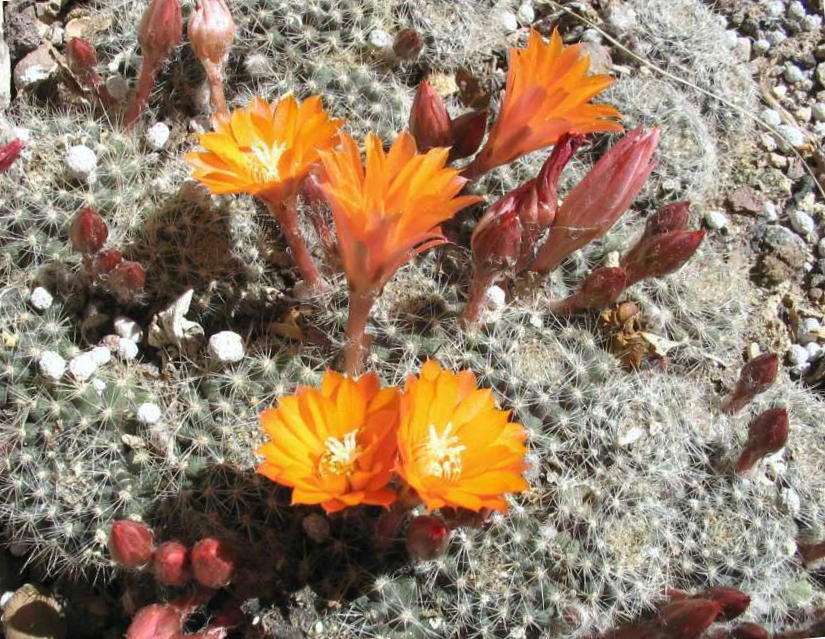 Rebutia flavistylus 2 rev