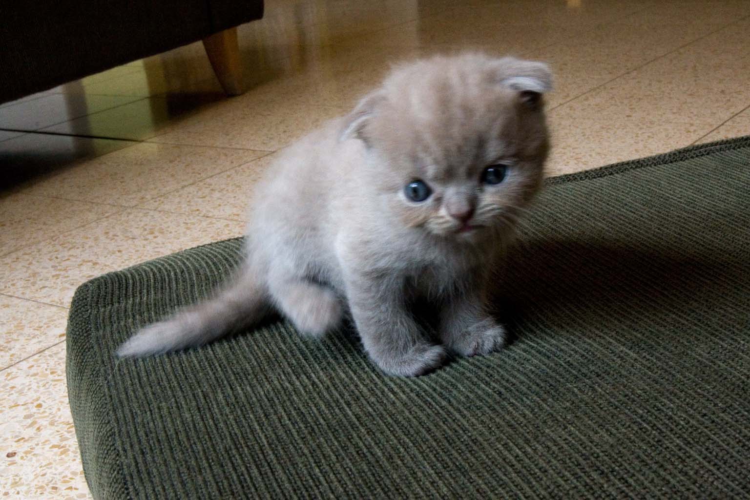 File:Scottish Fold Kitten.jpg  Wikipedia, the free encyclopedia