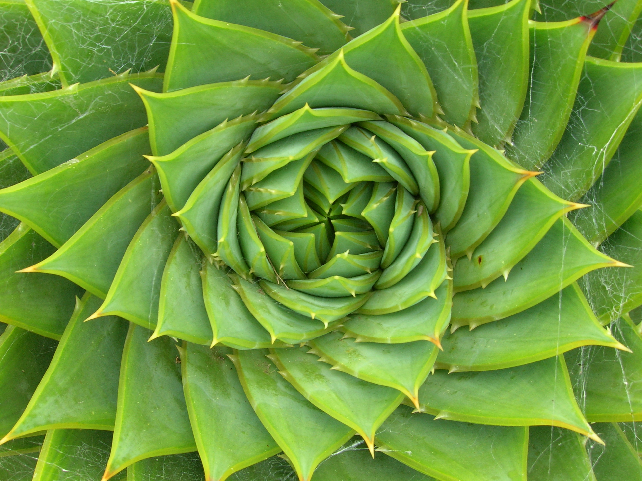 Aloe Icon