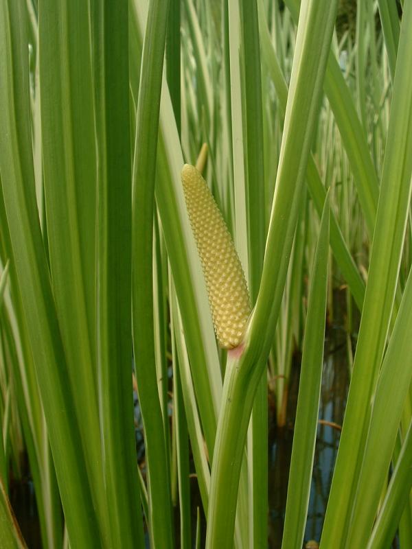 http://upload.wikimedia.org/wikipedia/commons/3/37/Acorus_calamus1.jpg